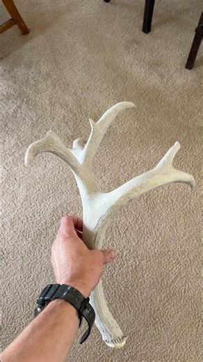 Mule Deer Shed Typical 4 point frame with a hook cheater. Couldn’t pass up checking it out!