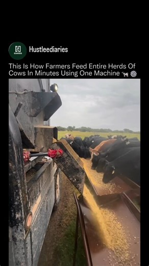 Motivation | Growth | News on Instagram: "For large cattle operations, efficiency isn’t optional, it’s survival. 🌾🚜 This feeding system uses a mobile grain dispenser that evenly releases feed as the operator drives along the pasture, allowing dozens of cattle to eat at once without crowding or waste. The controlled flow ensures consistent portions, reduces spillage, and minimizes the need for manual labor across massive fields. Instead of hauling feed bucket by bucket, this setup turns feeding
