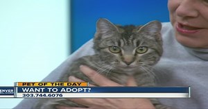 Pet of the day for January 7 - Simone the cat