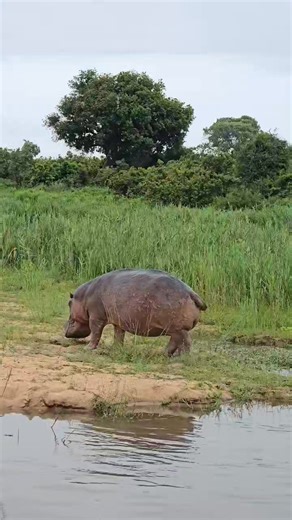 121K views · 600 reactions | Be aware of shiiiiiittt fall!!! An hippo bull marking his territory with poop and urine鍊 See the bidet and propeller? Stay far away鍊 #hippos #hippo #Hippopotamus #safari #boatcruise #boatsafari #dominance #nature #aquatic #hippobull | Wildfriends Africa | Facebook