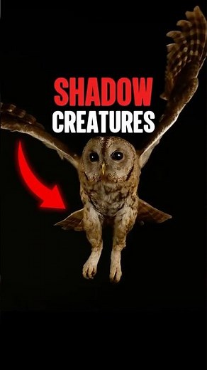 Top 5 Shadow Creatures! 🥷🐦‍⬛ #animals