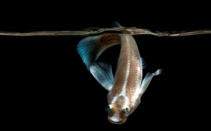 【转载】四眼鱼Anableps anableps——罕有的胎生鱼