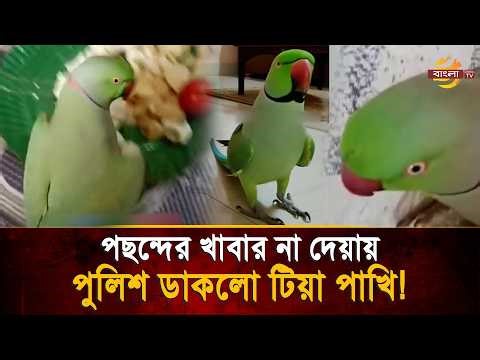 মজার খাবার না পেয়ে মালিককে পুলিশ দেয়ার হু/মকি দিচ্ছে টিয়া পাখি ! অবাক নেটিজেনরা | Bangla TV