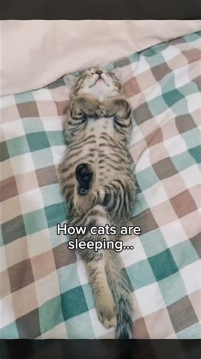 The Last One so cute🥹🔥| #cat #funny #foryou #pets