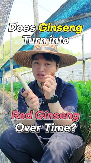 Understanding Red Ginseng Processing Methods