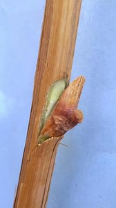 Chip Budding on Grape Plant | Zia Grapes Collection Swabi KPK