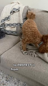 184 reactions · 20 comments | “Help! I have 2 kids, 3 indoor dogs and...