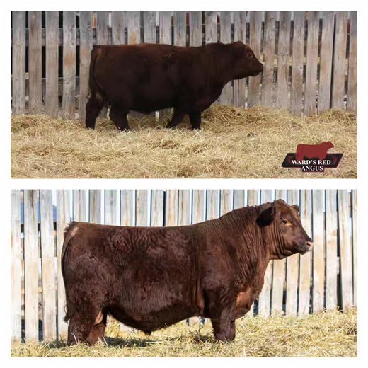 Feature bull with muscle, style, and great WW. Red Ward's Navy 52N sells on March 7th at our Annual Bull and Female Sale! | Ward's Red Angus