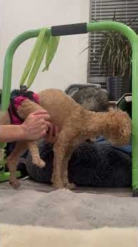 Sadie’s rehab exercises for hind leg paralysis caused by Nexgard dewormer #toypoodle #paralysis