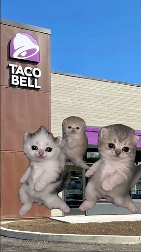 Funny, dancing cat Taco Bell video