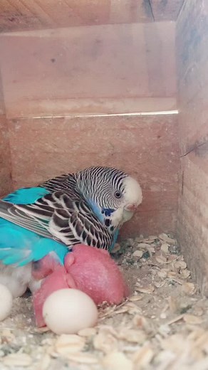 #budgie #caring