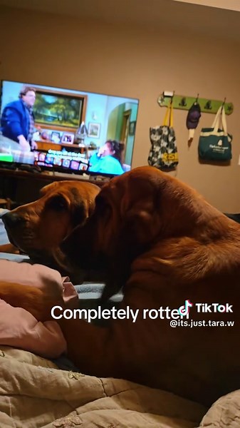 Duke and Daisy: The Complete Story of Daisy Duke