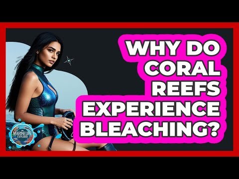 Why Do Coral Reefs Experience Bleaching?