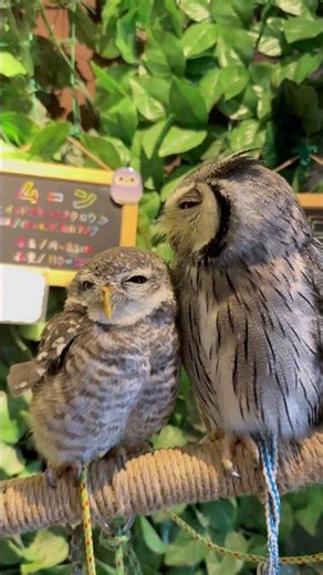 顔をうずめてるの可愛い過ぎる #フクロウカフェ #フクロウ #owlcafe #owls