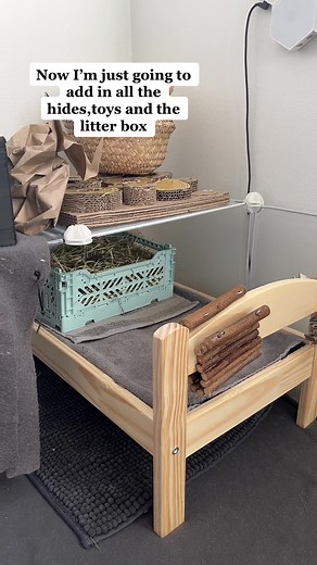 This was from yesterday🤍🤍 #guineapigs #guineapigsoftiktok #haul #cuteguineapigs #smallguineapigs #mycutecavies #research #properguineapigcare #fyp #fy #fypp #foryoupage #goviral #viral #rodents #fyyp #fypppp #propercare #newsetup