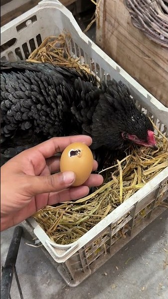Day 21 Egg Hatching: Beautiful Mother Hen Moment