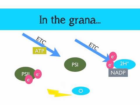 The Light Dependent Reaction of Photosynthesis