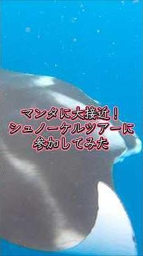マンタに大接近！シュノーケルツアーに参加してみた 石垣島 沖縄 Manta snorkeling tour in Ishigaki Island, Okinawa, Japan