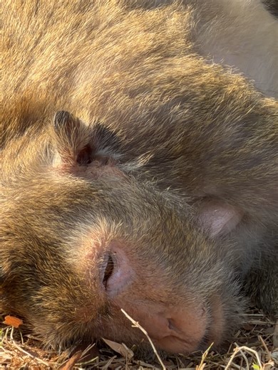 What's going on to monkey like this? #babymonkey