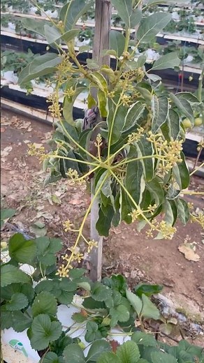 Topraksız tarımın yanı sıra Avokado yetiştiriciliği 🥑🌱🧿