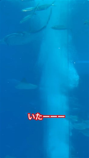 なんか、居たわ🤣🤣🤣