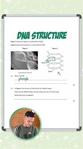 GCSE Biology: Exam Question | DNA Structure Part III