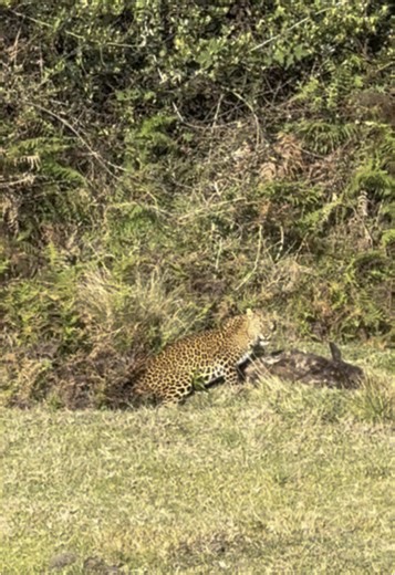 Leopard Hunting Sambar Deer in Horton Plains