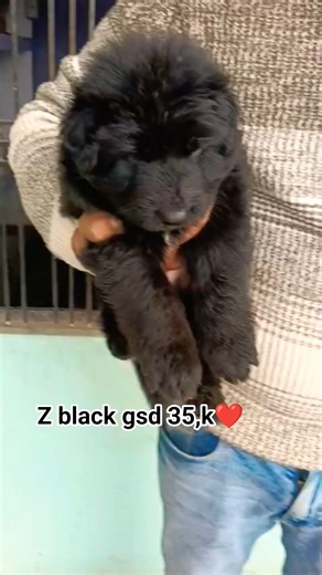 8810623046 German Shepherd puppy available strong bones vaccinated grooming clean booking open#gsd