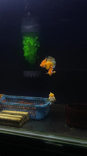 Understanding the Balloon Molly in Fishkeeping