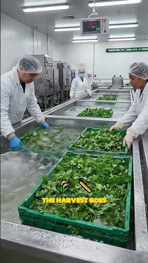 The Mitsuba Harvest: Processing Japan's Delicate Parsley 🌿