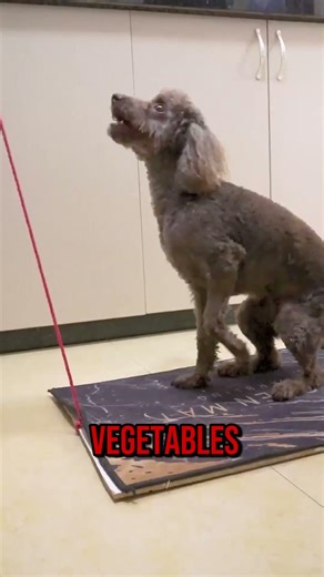 A Puppy Playing Games，Can It Escape Successfully 😂 #funny #happy #diy #goodvibes #comedy #memes