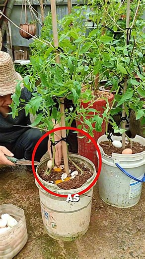 Tomato plant cultivation method using eggs🥚🍅#farming