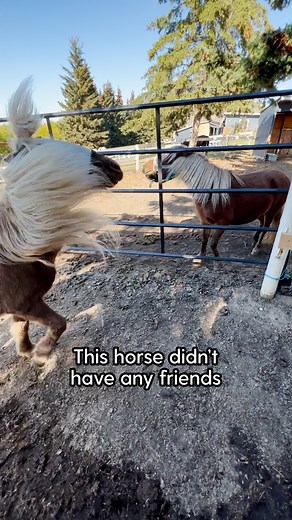 3.2M views · 10K reactions | Cue: you've got a friend in me 凉 Wini screamed and kicked at everyone after she was rescued. Until, she met a teenage girl who new exactly what she needed 李 Adopt Wini here: thedo.do/adoptwini and help more animals like her by donating here: thedo.do/hhersdonate. Keep up with Hopeful Hooves Equine Rescue Society on TikTok: thedo.do/HHERS & Instagram: thedo.do/Hhers. | The Dodo | Facebook