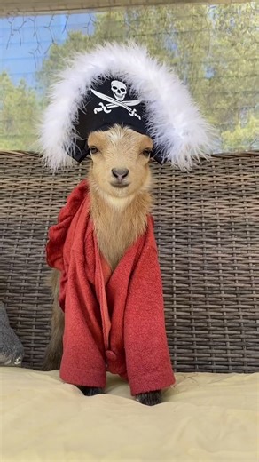 Adorable Goat Wearing Clothes - Is This Too Much?