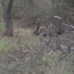 23 reactions · 3 comments | Crispy out hunting hogs with the L5. Anyone else out hunting today? | LUCID Optics | Facebook