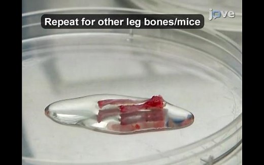 小鼠骨髓细胞的提取