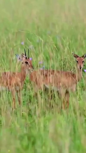 Amazing Elk mating season #American #usa #usa🇺🇸 #unitedstates #fypシ゚viral