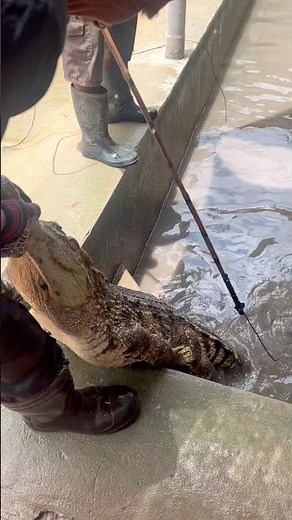 Catching crocodiles from the water is a skill this man possesses.