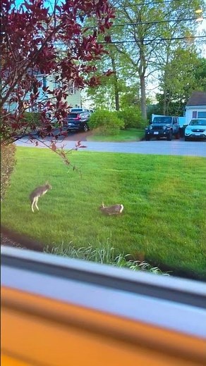 Funny Bunny Fails: Hilarious Hops & Crazy Flops! 🐰😂 #Shorts