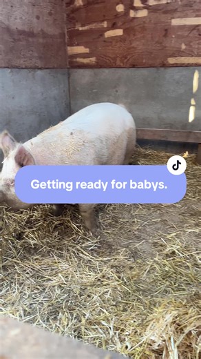 When your Pig is getting are set up for her babys.