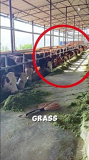 Management of Cattle Farming in Japan🐄🤯#farm