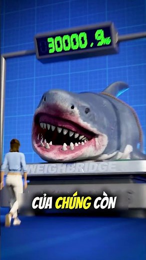 So sánh kích thước cá mập Megalodon 🤯 #fishing #caucathugian #facts #khampha #fish