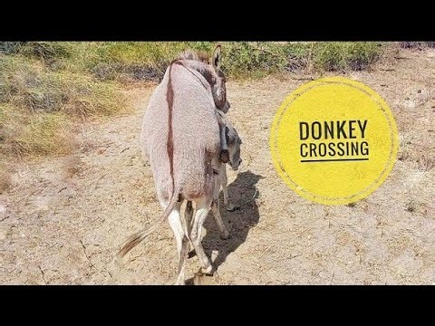 Donkey Mating Animal MatIng Donkey Video #mating