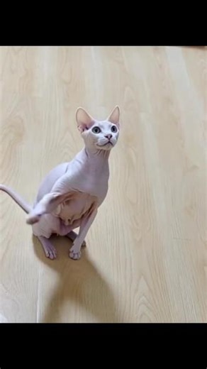 咔一下我就给别的小猫干那