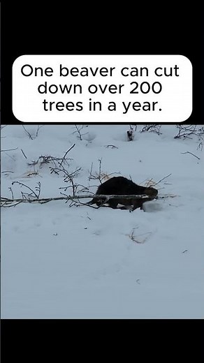 One Beaver Can Cut Down 200 Trees