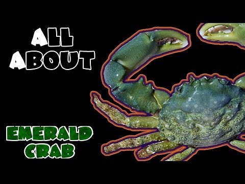 All About The Emerald Crab