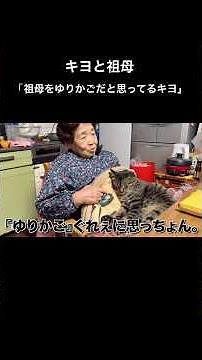 絶対に降りない猫、キヨ。