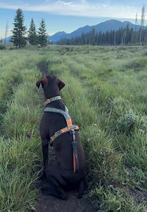 Hiking to a Fire Lookout: Bull Moose Encounter and Camp Rest Day