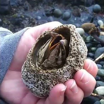 A Giant Barnacle
