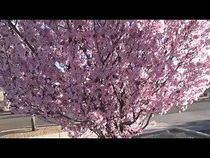 Purple Leaf Plum - plant tip in 30 sec